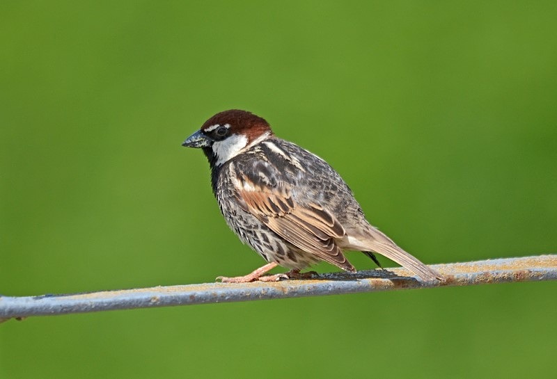 Spanish Sparrow