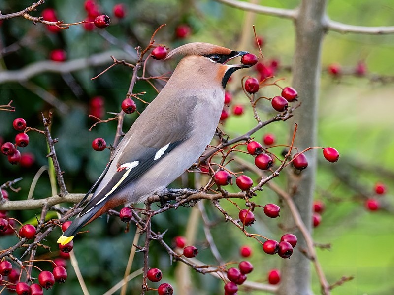 Waxwing - Latest photos