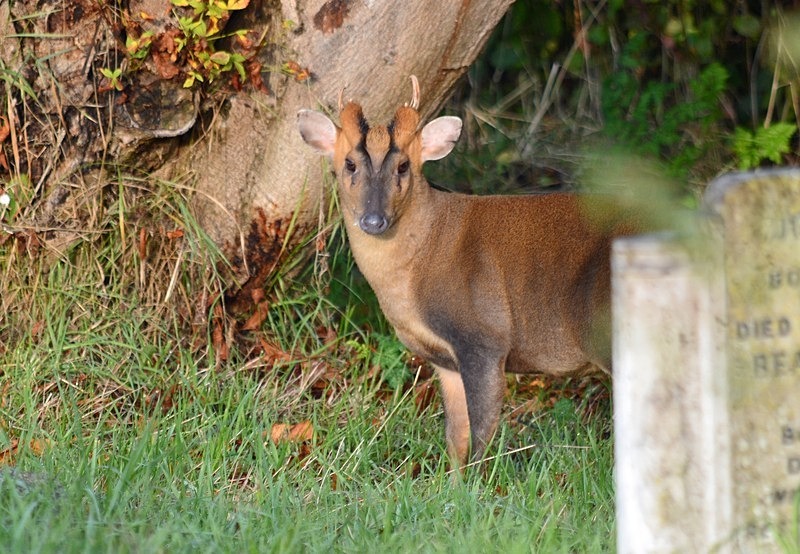 Reeve's Muntjac - Other deer