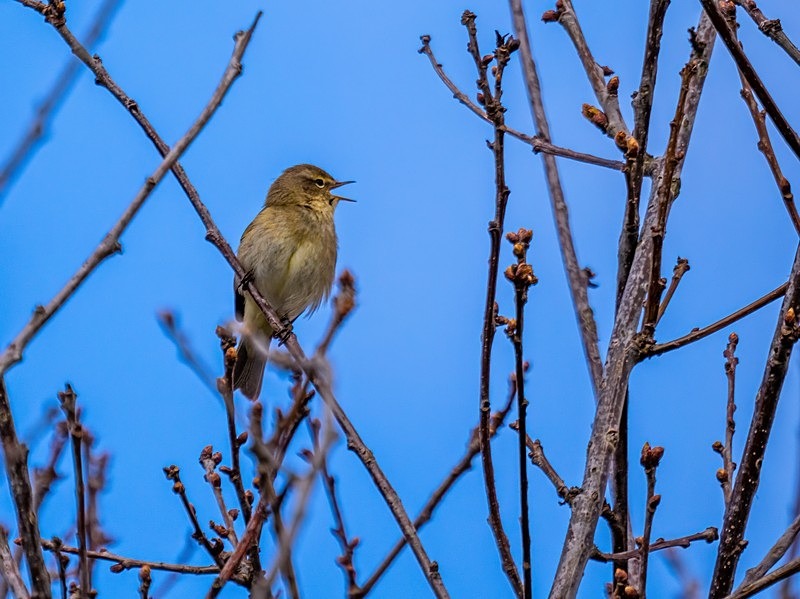 Chiffchaff - Warblers