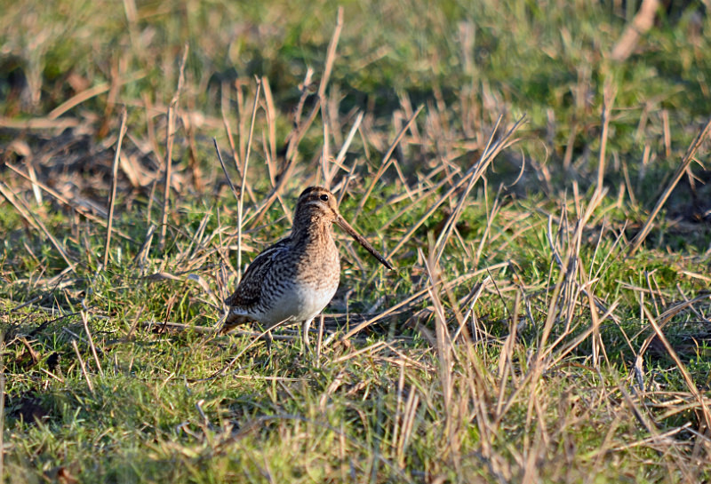 Common Snipe - Snipes and woodcocks
