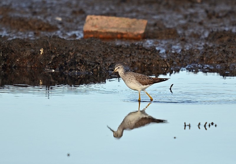 Lesser Yellowlegs - Sandpipers