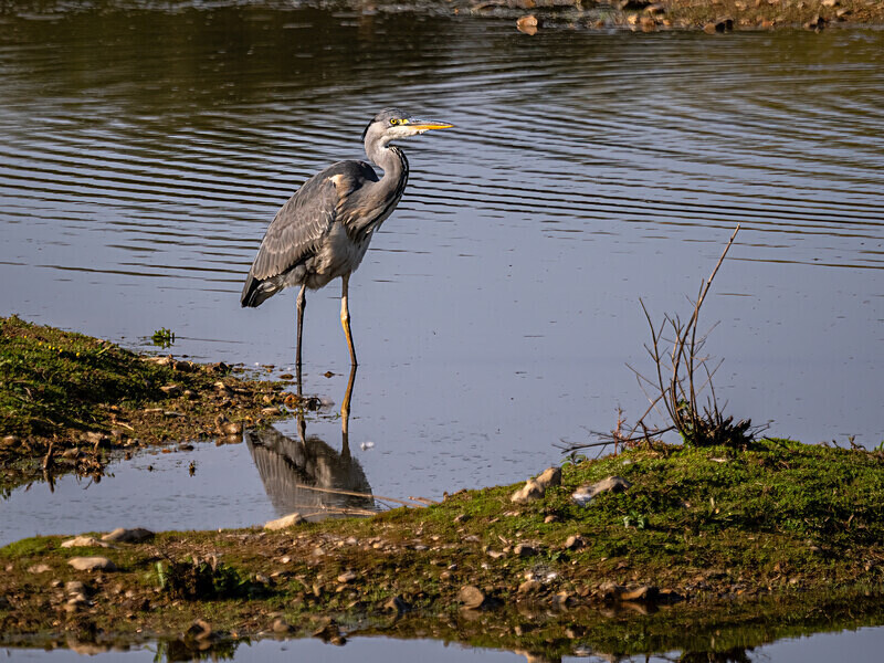 Grey Heron - Latest photos