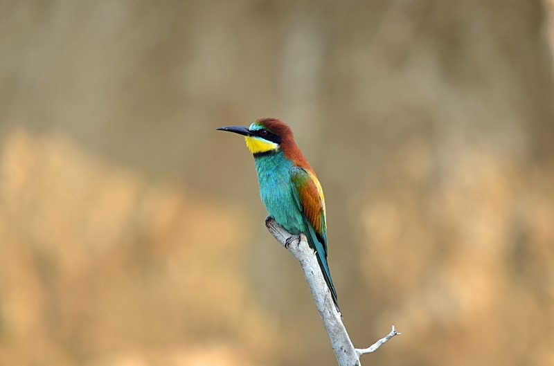 European Bee-eater - Bulgaria