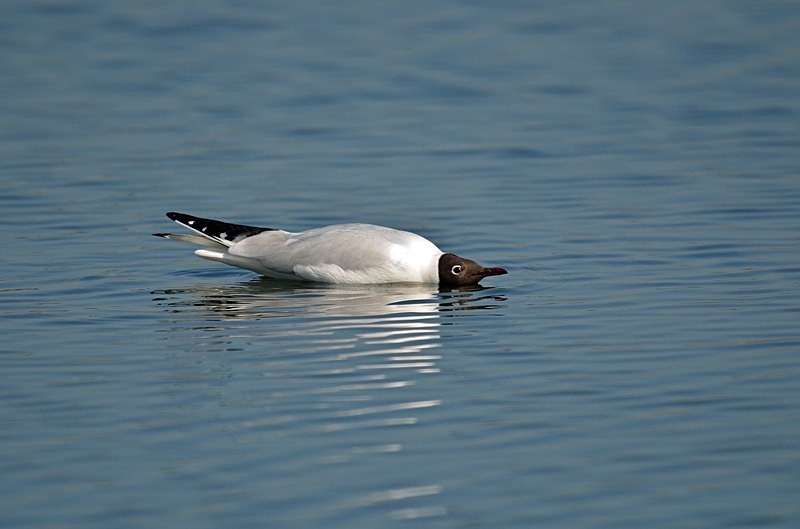 Black-headed Gull - Gulls