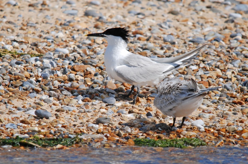 Sandwich Tern - Terns