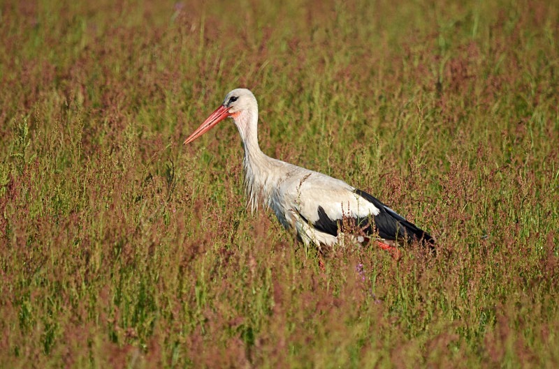 White Stork - North east Poland - May 2013