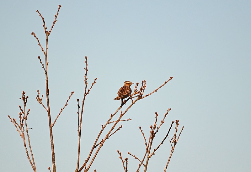Woodlark - Larks