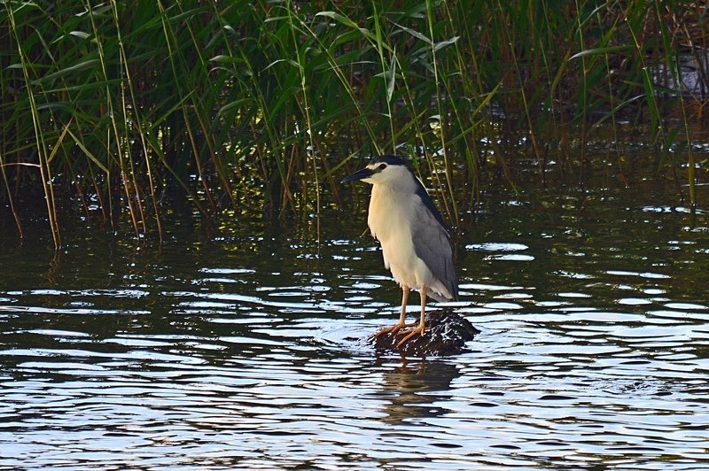 Black-crowned Night Heron - Bulgaria