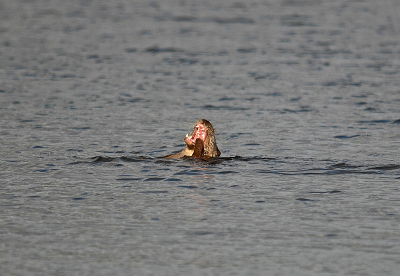 Otter - Otters