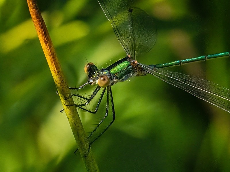 Emerald Damselfly - Dragonflies and damselflies