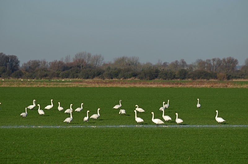 Bewick's Swan - Whooper and Bewick's Swans