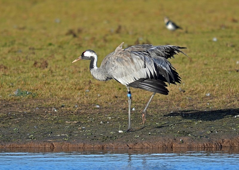 Common Crane - Cranes