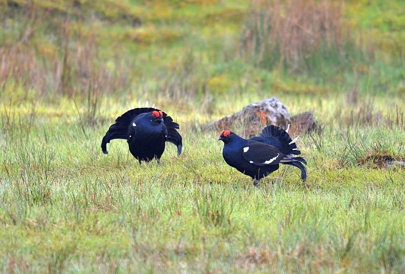 Black Grouse - Game birds