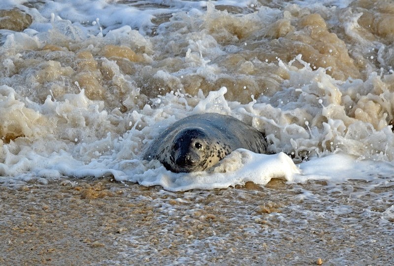 Atlantic Grey Seal - Atlantic Grey Seals