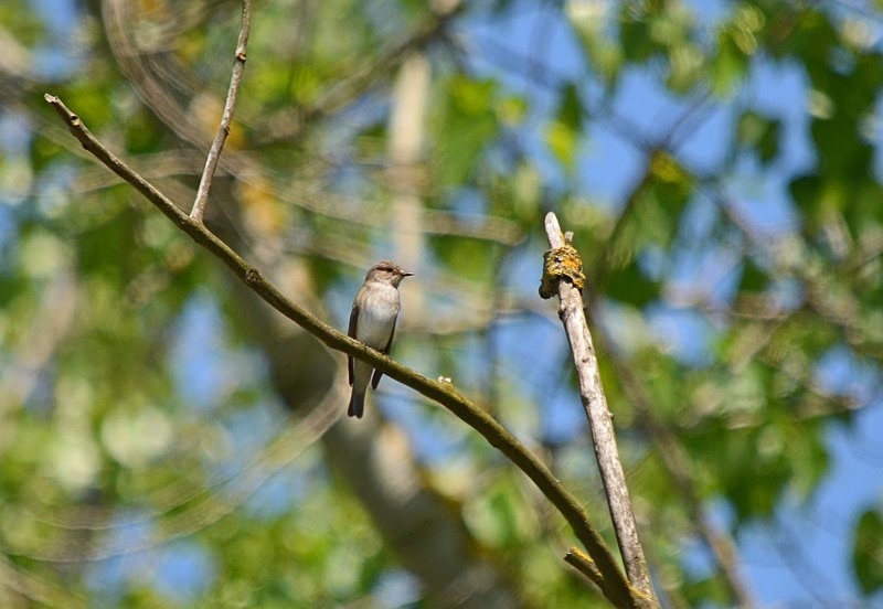 Spotted Flycatcher - Bulgaria