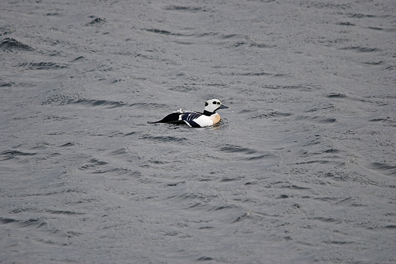 Steller's Eider - Norway