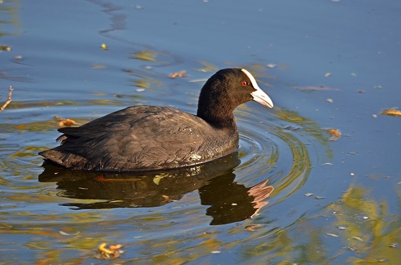 Coot - Crakes and rails