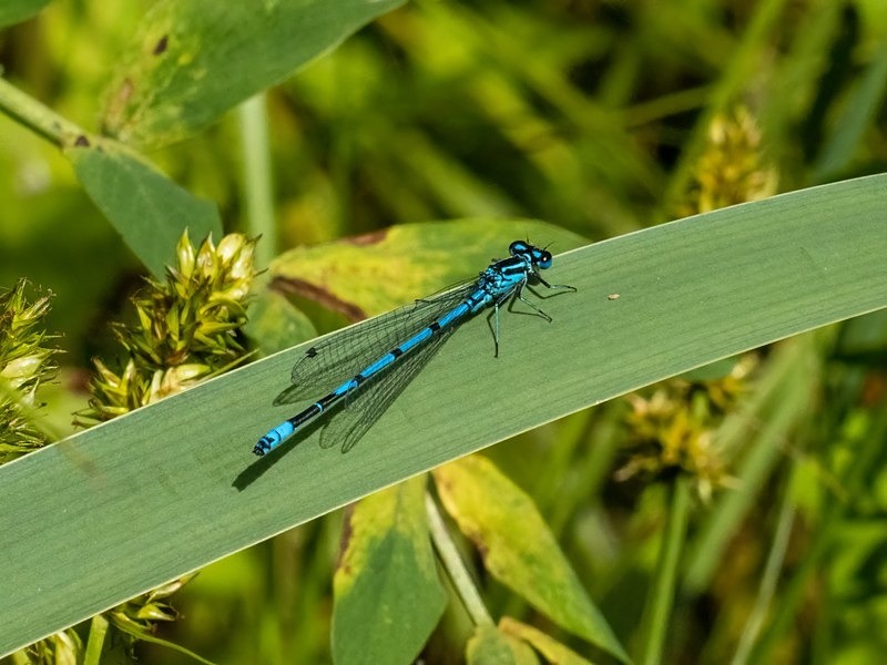 Azure Damselfly - Dragonflies and damselflies