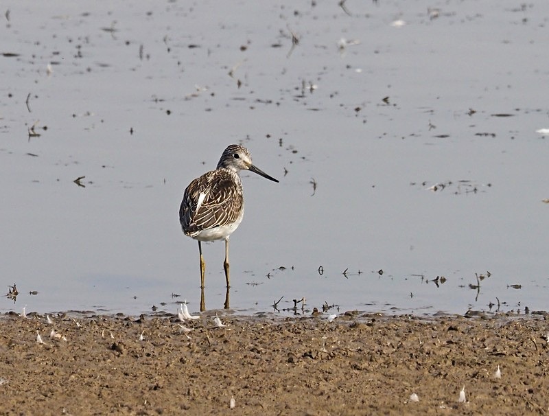 Greenshank - Sandpipers