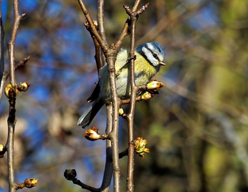 Blue Tit - Tits