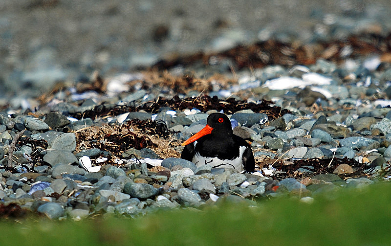 Oystercatcher - Oystercatchers