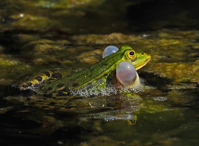 Edible Frog - Frogs and toads