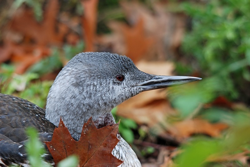 September to October 2009 - Red-throated Diver - Photos of the month