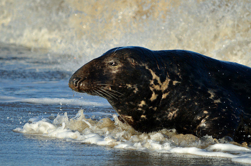Atlantic Grey Seal - Atlantic Grey Seals