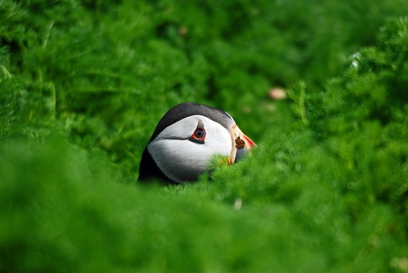 Puffin - Puffins