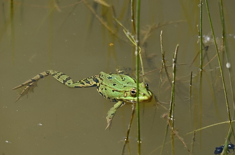 Marsh Frog - Slovakia