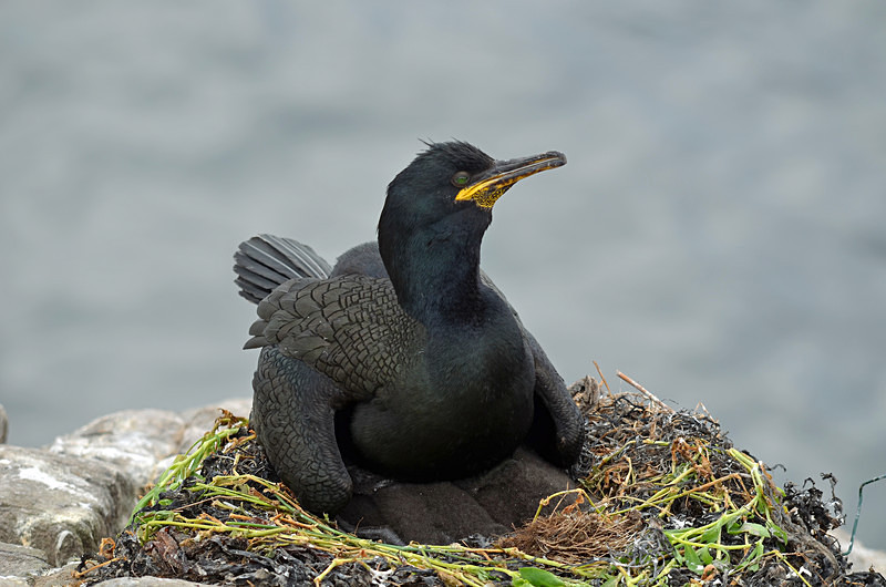 Shag and chicks - Cormorants and Shags