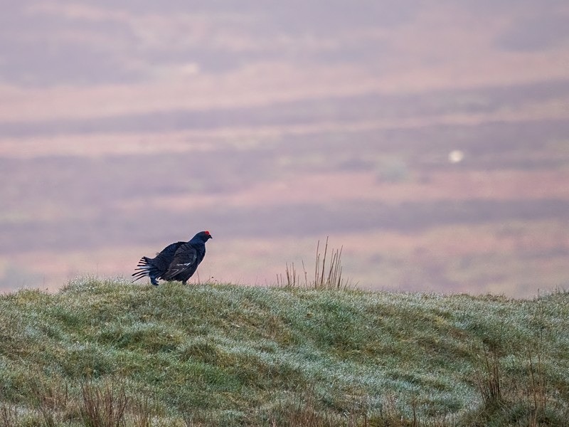 Black Grouse - Game birds