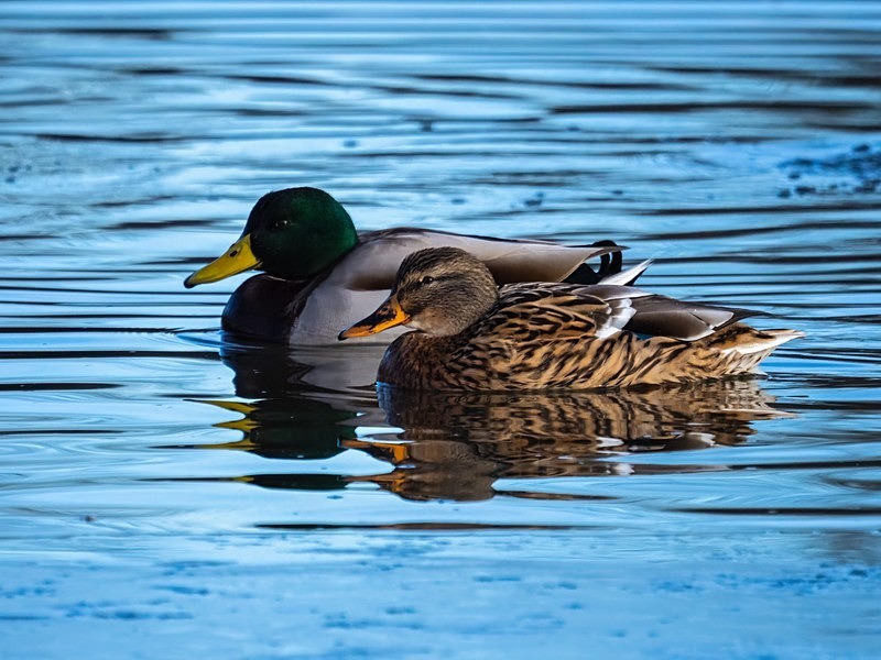 Mallards - Dabbling ducks