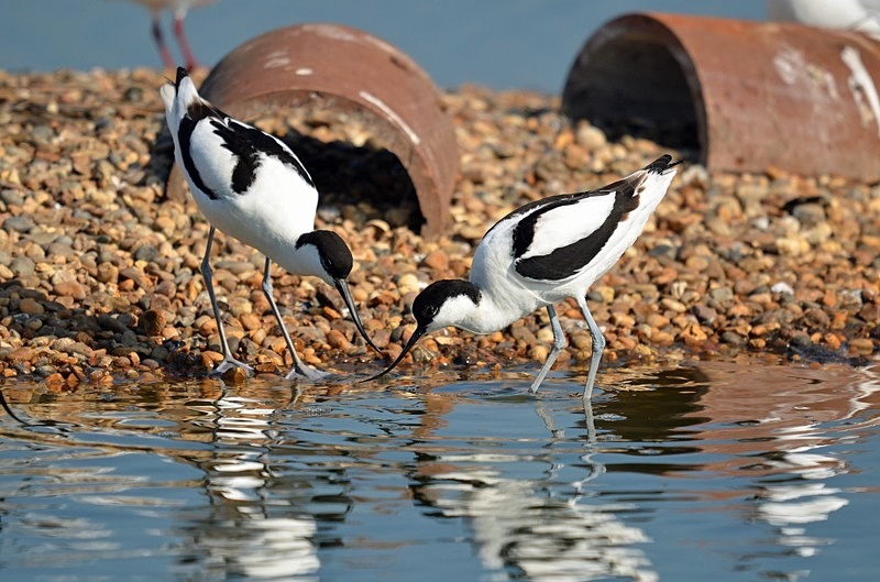 Avocets - Avocets and stilts