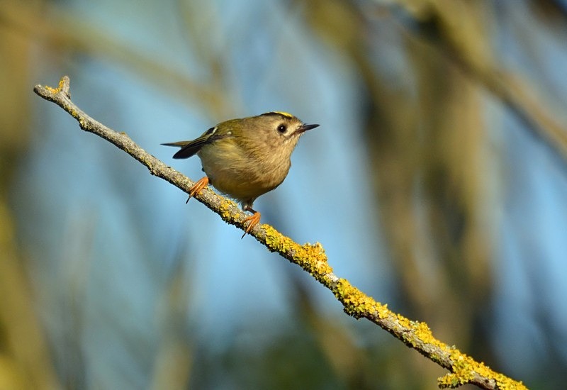 Goldcrest