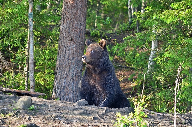 Brown Bear - North Finland - part 2