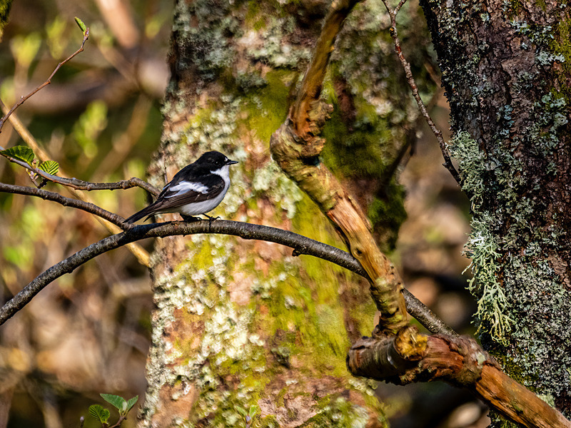 Pied Flycatcher - Latest photos