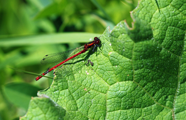 Large Red Damselfly - Dragonflies and damselflies