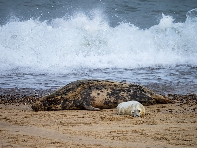 Atlantic Grey Seal - Atlantic Grey Seals