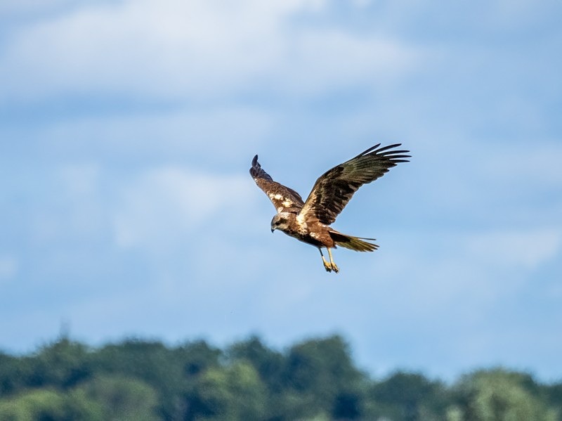 Marsh Harrier - Birds of prey