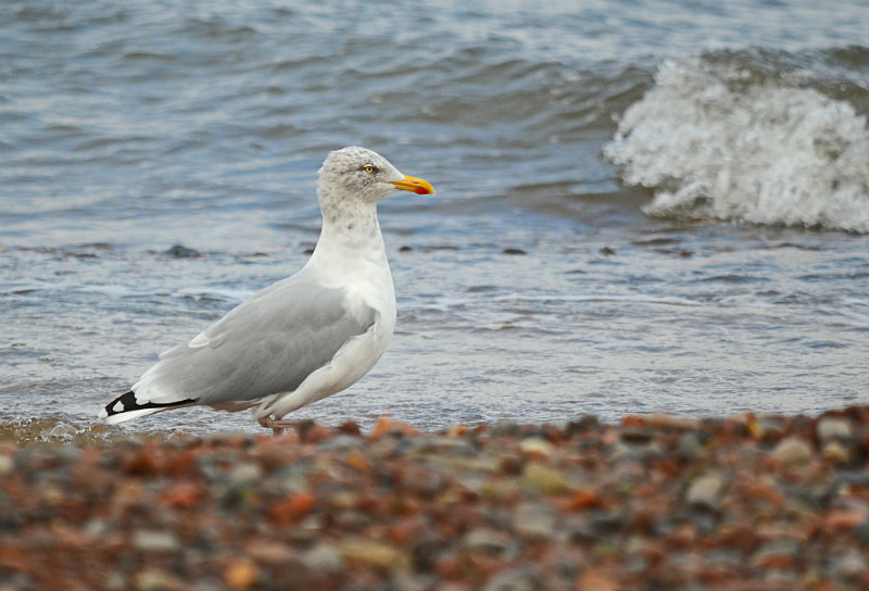 Herring Gull - Gulls