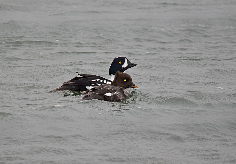 Barrow's Goldeneyes - North east Iceland
