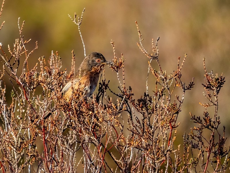 Dartford Warbler - Warblers