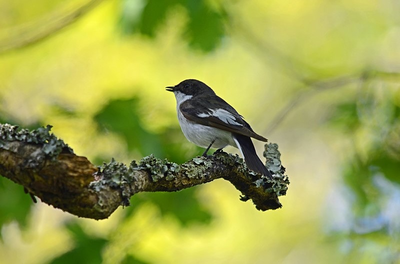 Pied Flycatcher - Flycatchers