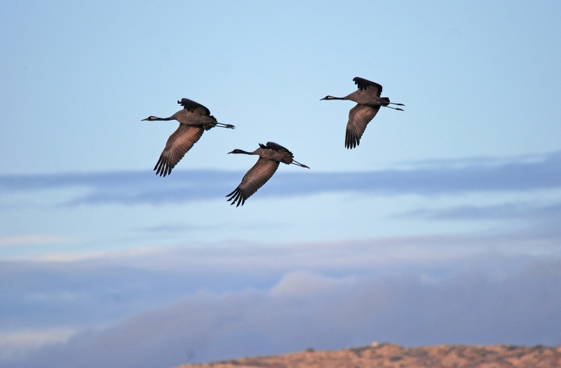 Common Cranes - Aragon