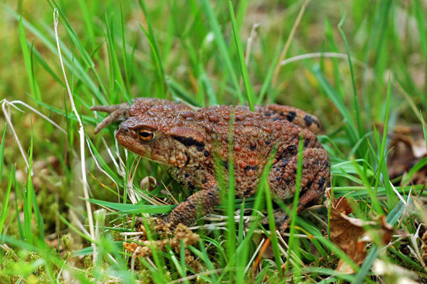 Common Toad - Frogs and toads
