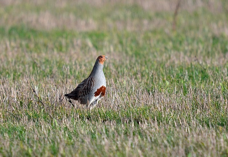Grey Partridge - Game birds