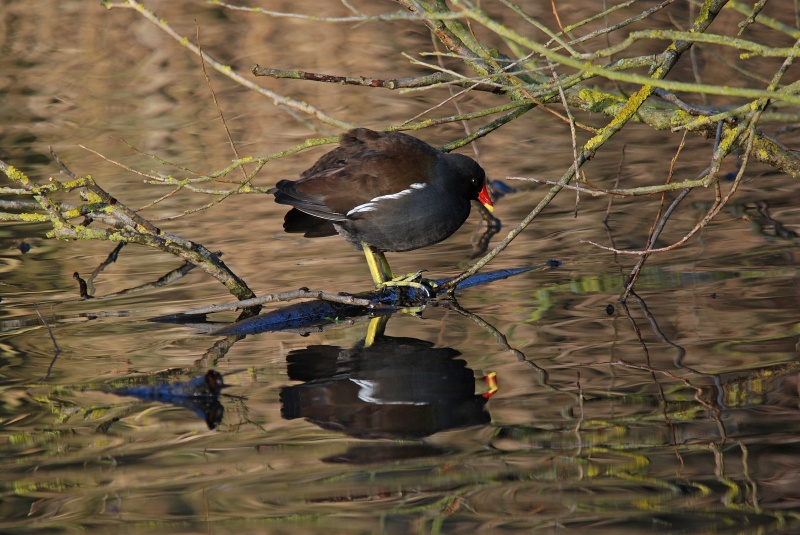 Moorhen - Crakes and rails