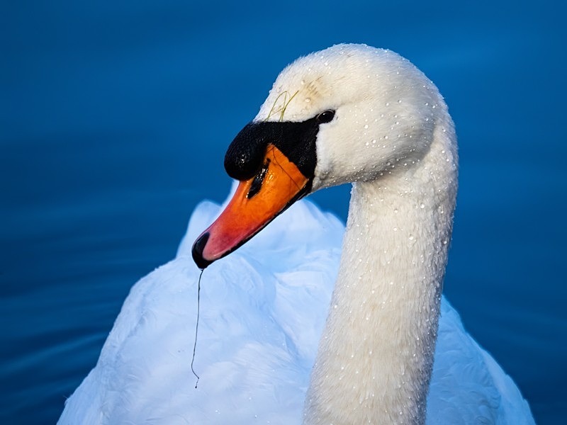 Mute Swan - Mute Swans